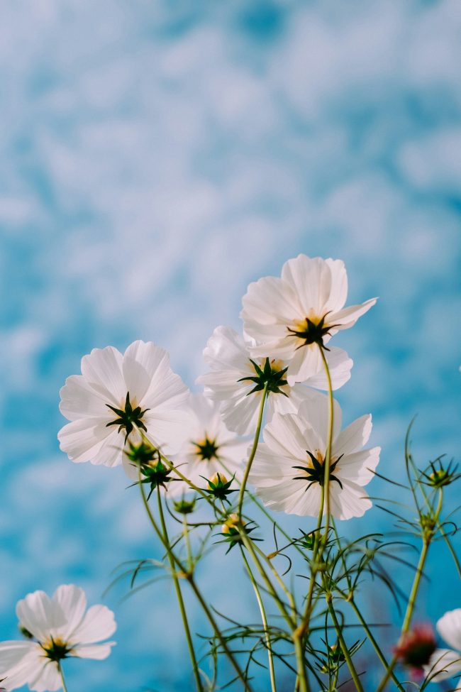 White flowers