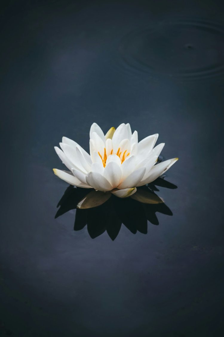 Lotus on Jas Dosanjh Counselling & Psychotherapy